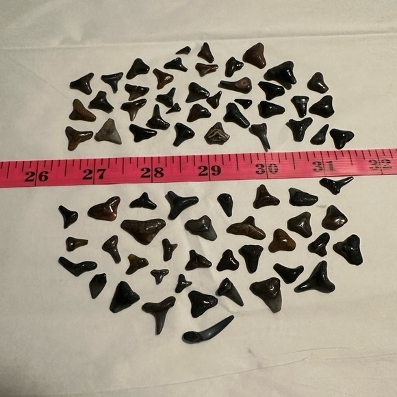 Fossilized Shark Teeth - Picture 1 of 10
